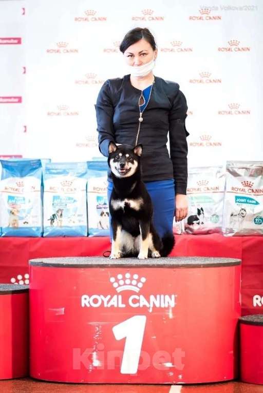 Собаки в Пензе: Сиба ину щенки от проверенных производителей Мальчик, Бесплатно - фото 7