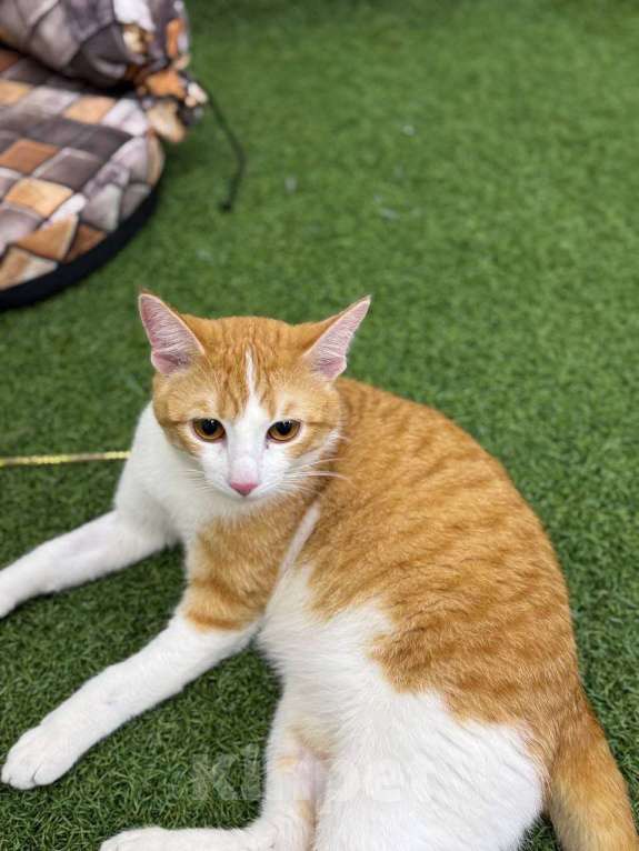 Кошки в Москве: Рыжий кот Леша ищет дом! Мальчик, Бесплатно - фото 3