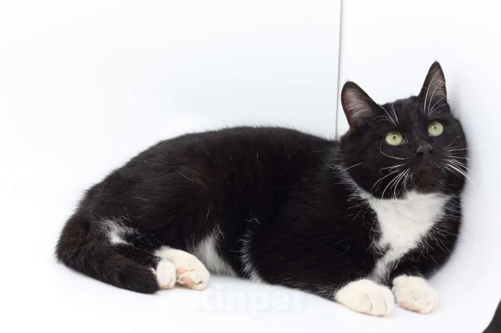 Кошки в Москве: Котёнок Марсель в добрые руки Мальчик, Бесплатно - фото 3