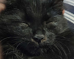 Кошки в Саратове: Черный котенок Девочка, Бесплатно - фото 3