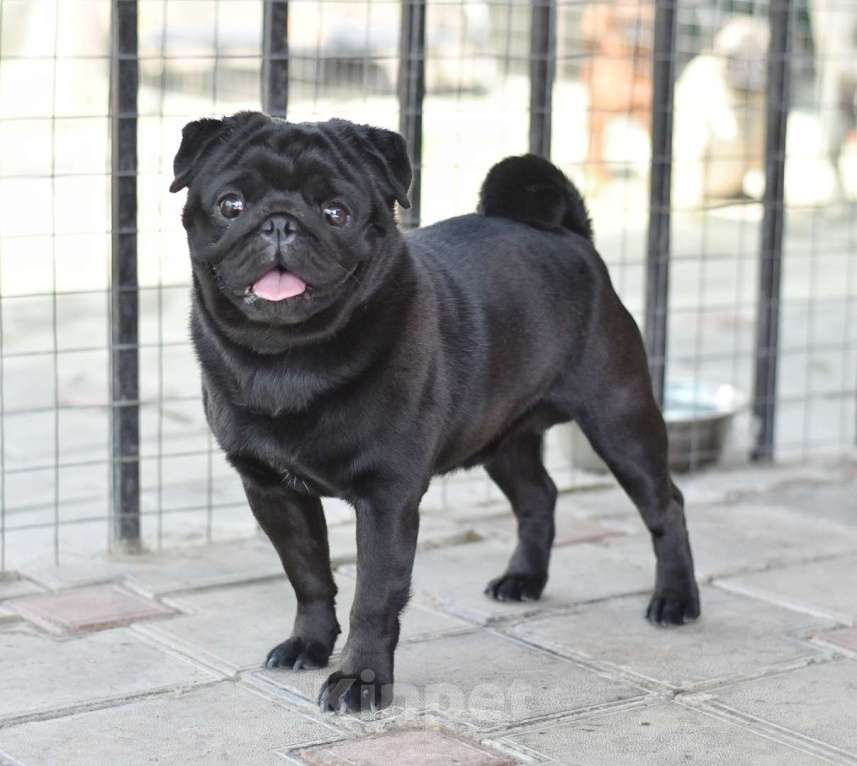 Собаки в Москве: Титулованный кобель Мальчик, 150 000 руб. - фото 2