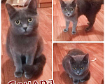 Кошки в Полярном: Молоденькая стерилизованная кошка, Бесплатно - фото 6