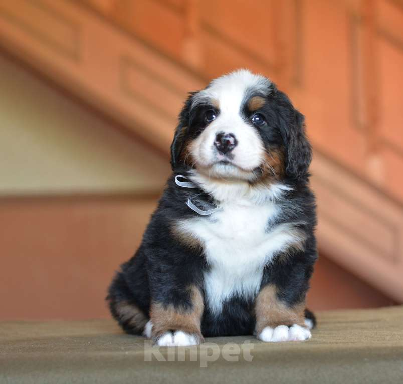 Собаки в Подольске: Щенки бернского зенненхунда Девочка, Бесплатно - фото 2