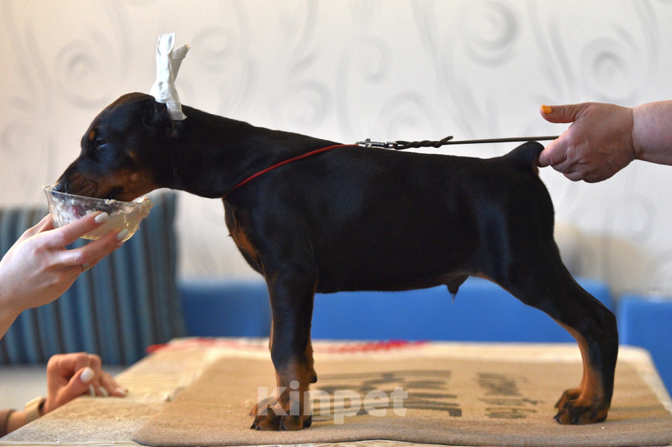 Собаки в Москве: Готов к переезду 2.5 месяца Разнополые, 100 000 руб. - фото 7