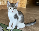 Кошки в Москве: Котенок Мия Девочка, Бесплатно - фото 1