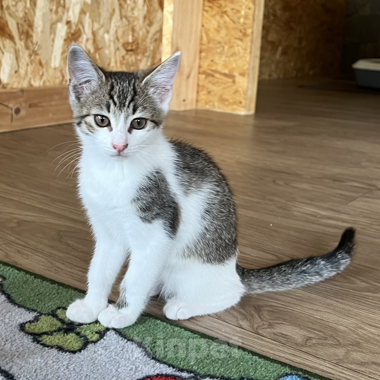 Кошки в Москве: Котенок Мия Девочка, Бесплатно - фото 1