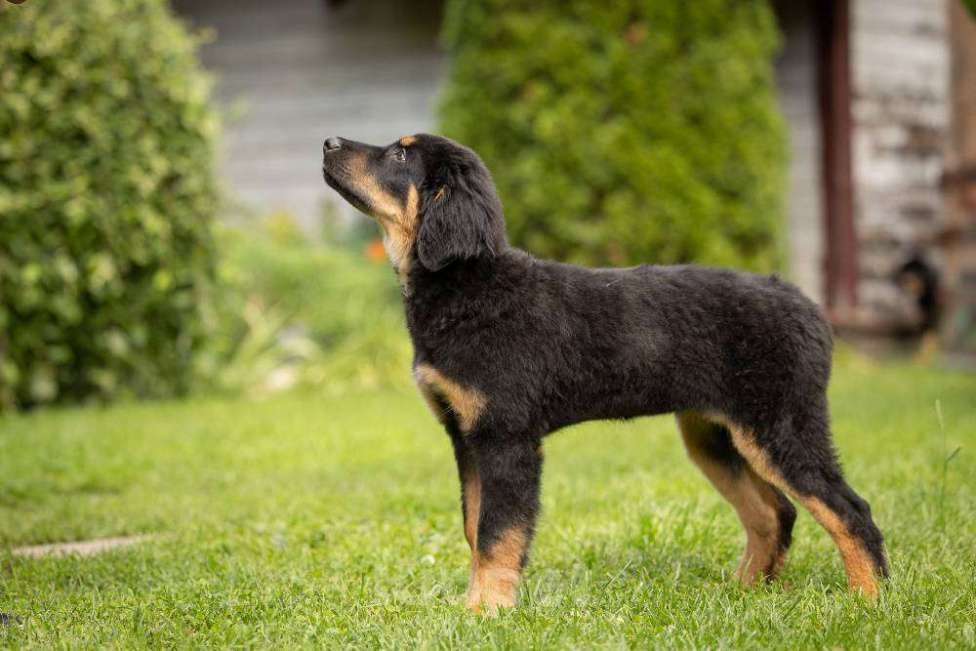 Собаки в Москве: Щенок ховаварта из питомника в Москве  Девочка, Бесплатно - фото 6