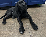 Собаки в других городах Московской области: Щенок кане-корсо Девочка, 40 000 руб. - фото 7