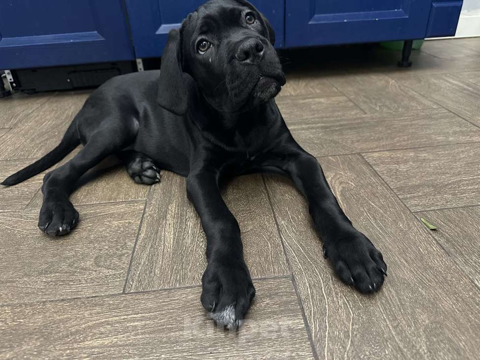 Собаки в других городах Московской области: Щенок кане-корсо Девочка, 40 000 руб. - фото 7