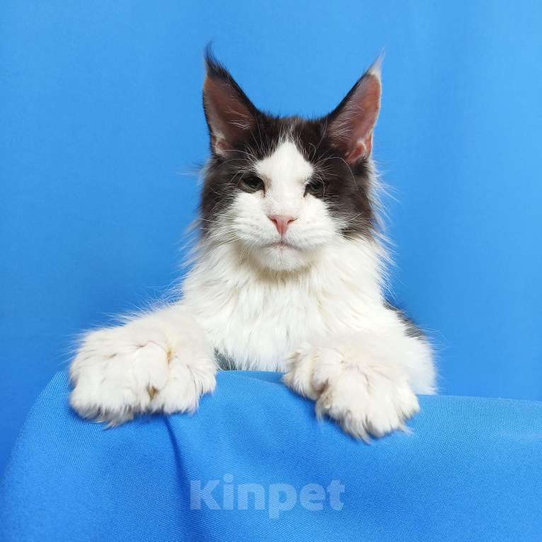 Кошки в Москве: Котёнок Мейн-Кун полидакт 6/6/6/6 Мальчик Мальчик, 70 000 руб. - фото 6