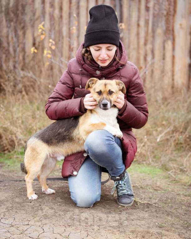 Собаки в Москве: Перчик, 1 год - в добрые руки Мальчик, Бесплатно - фото 6