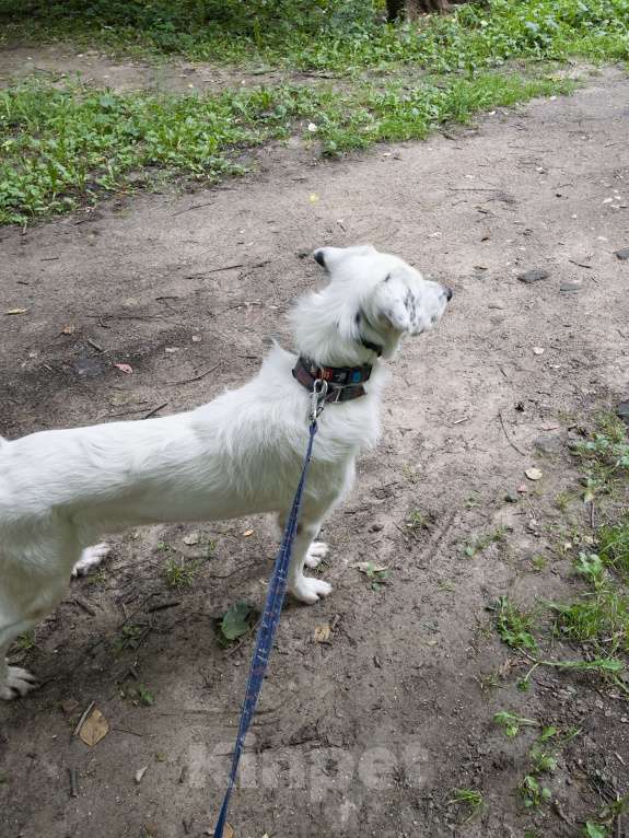 Собаки в Москве: В добрые руки Мальчик, Бесплатно - фото 8