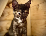 Кошки в Можайске: Котёнок в дар Девочка, Бесплатно - фото 2