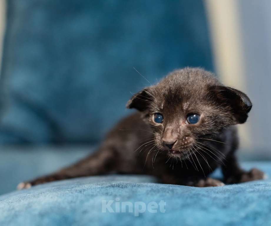 Кошки в Ростове-на-Дону: Продаётся ориентальный котёнок Мальчик, 20 000 руб. - фото 3