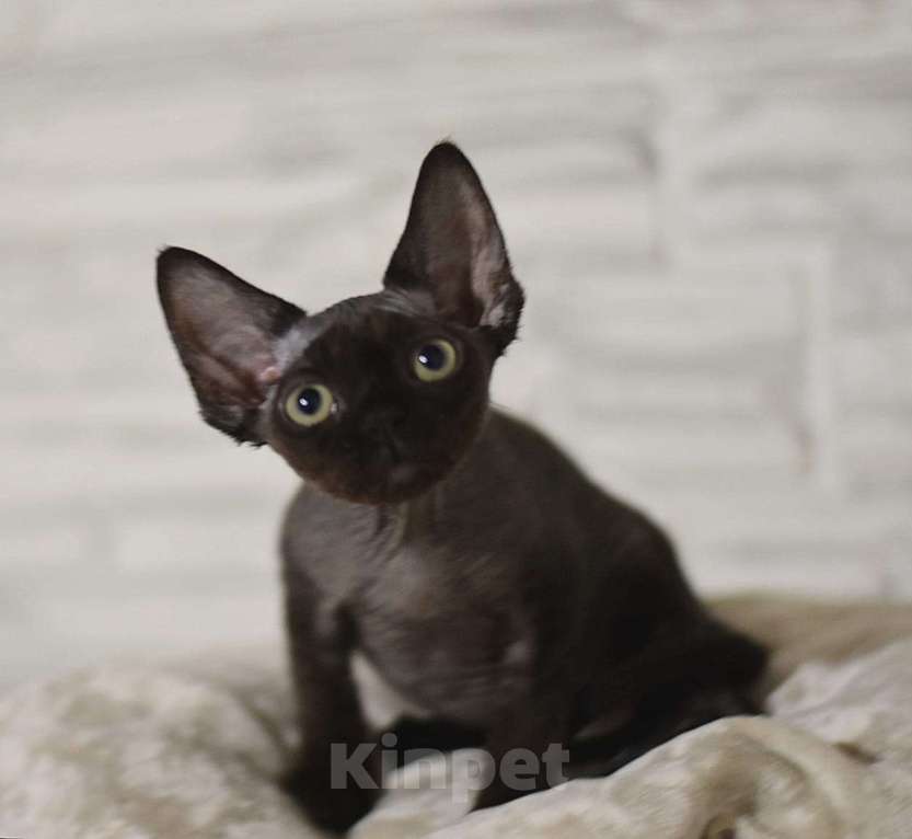 Кошки в Москве: Черный мальчик девон-рекс Мальчик, 50 000 руб. - фото 3