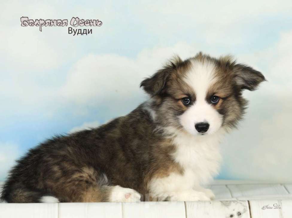 Собаки в других городах Московской области: Продается мальчик вельш корги пемброк Мальчик, 50 000 руб. - фото 3