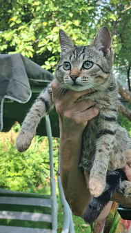 Отдам котенка