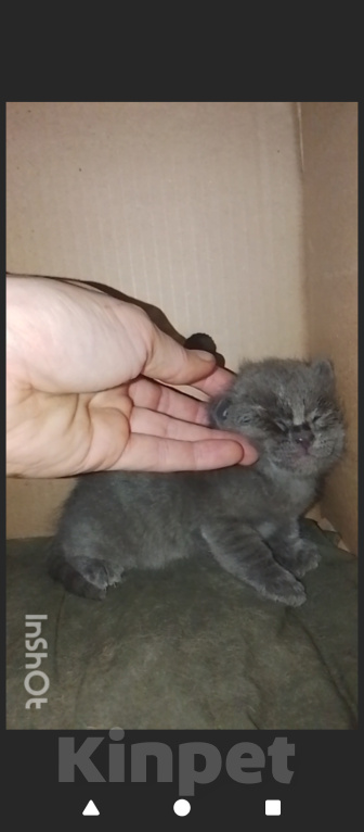 Кошки в Москве: Котенок 1 месяц. Открыта бронь. Мальчик, Бесплатно - фото 4