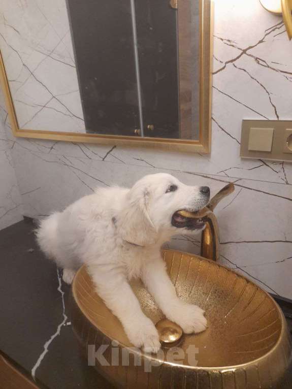 Собаки в других городах Московской области: Супер щенки от международных чемпионов Мальчик, Бесплатно - фото 3