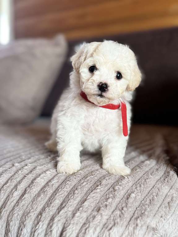 Собаки в Новосибирске: Бишон фризе, щенки Мальчик, 45 000 руб. - фото 5