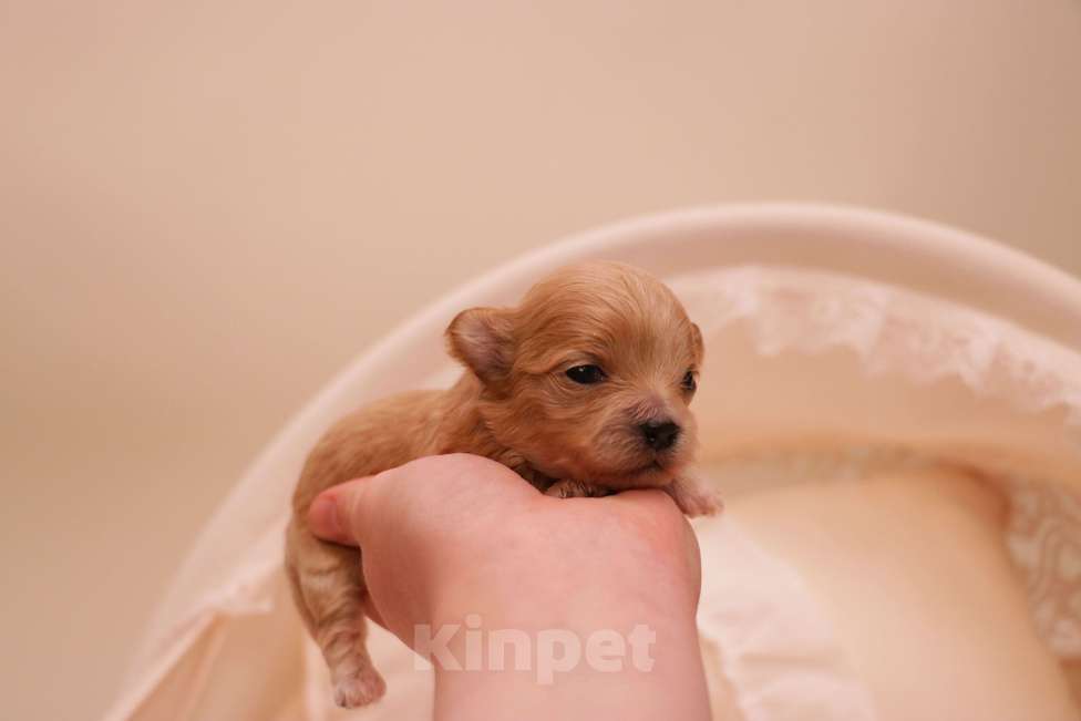 Собаки в Москве: Мальтипу микро девочка Корея Девочка, 180 000 руб. - фото 3
