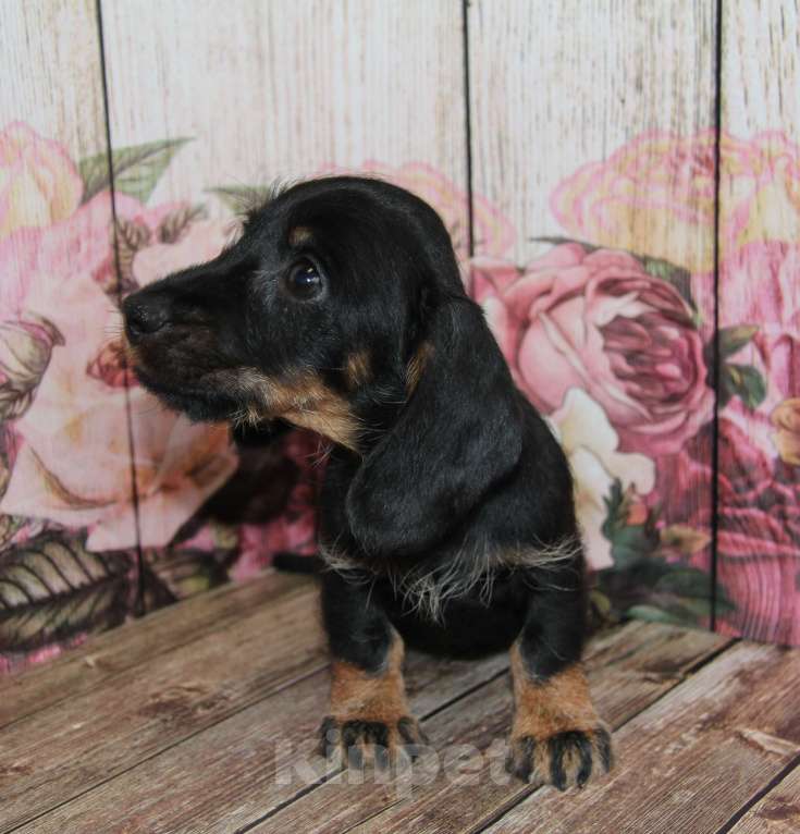 Собаки в Москве: Жесткошерстная такса Мальчик, 20 000 руб. - фото 3