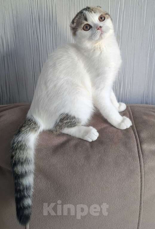 Кошки в Ярославле: Шотландский вислоухий короткошерстный малыш Мальчик, 25 000 руб. - фото 7