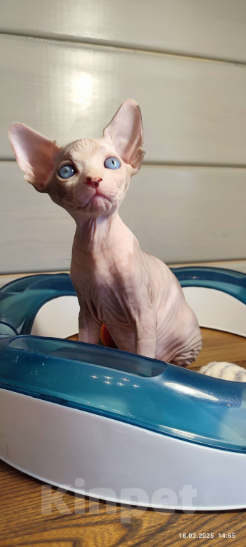 Кошки в Москве: Котята канадского сфинкса  Девочка, Бесплатно - фото 2
