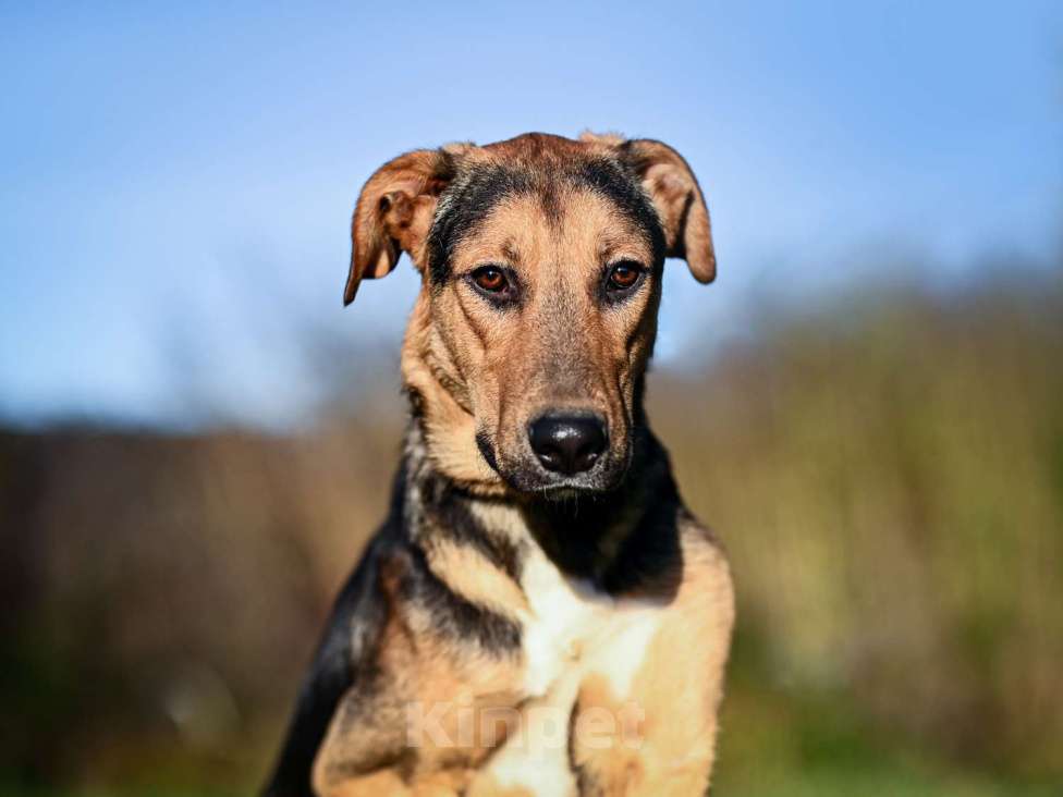 Собаки в Москве: Домашняя собака в добрый руки Мальчик, Бесплатно - фото 7