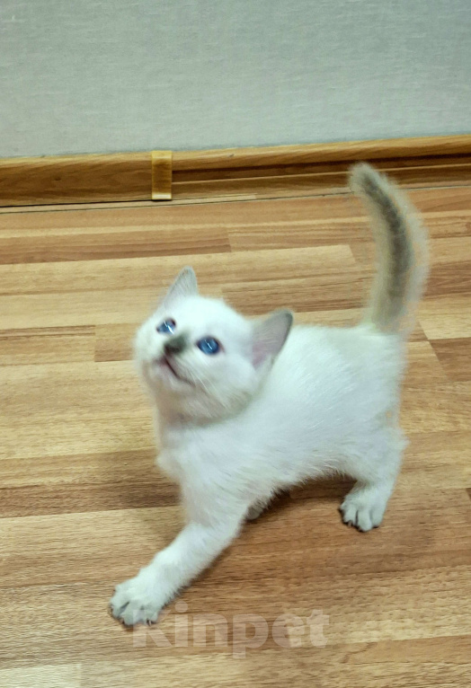 Кошки в Санкт-Петербурге: Тайская кошечка Девочка, 80 000 руб. - фото 2