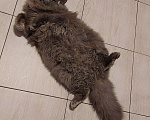 Кошки в Москве: Котёнок ищет дом Мальчик, 10 руб. - фото 3