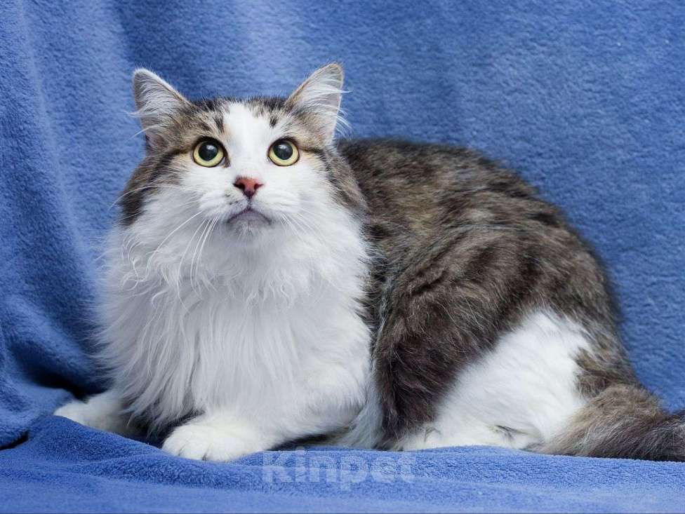 Кошки в Москве: Котик Рулет ищет дом! Мальчик, Бесплатно - фото 1