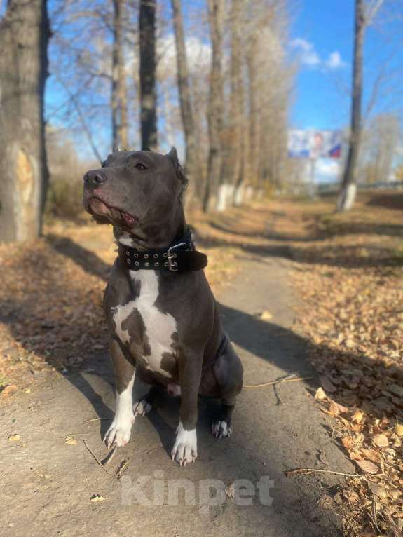 Собаки в Ульяновске:  Бронь на щенков питьбуля, 4помет прививки по возрасту, родители проживают с детьми адекватные. Мальчик, 20 000 руб. - фото 2