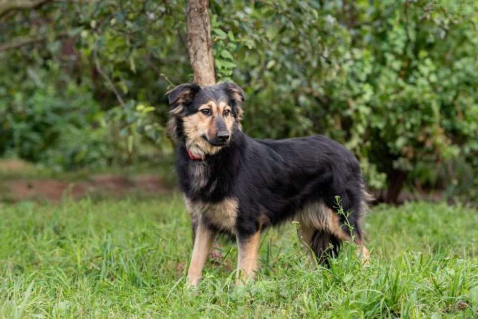Собаки в Москве: Пушистая собачка Одри в добрые руки Девочка, 1 руб. - фото 5