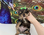 Собаки в Москве: Мраморный йорк крупный мальчик голубоглазый Мальчик, 60 000 руб. - фото 9