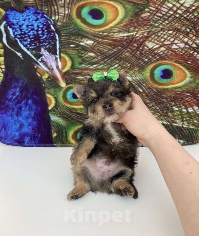 Собаки в Москве: Мраморный йорк крупный мальчик голубоглазый Мальчик, 60 000 руб. - фото 9