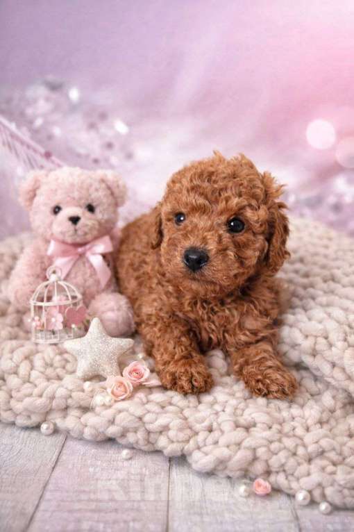 Собаки в Туле: Щенки пуделя Разнополые, 45 000 руб. - фото 4