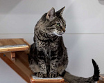 Кошки в Москве: Кошка Тьма в добрые руки Девочка, Бесплатно - фото 2