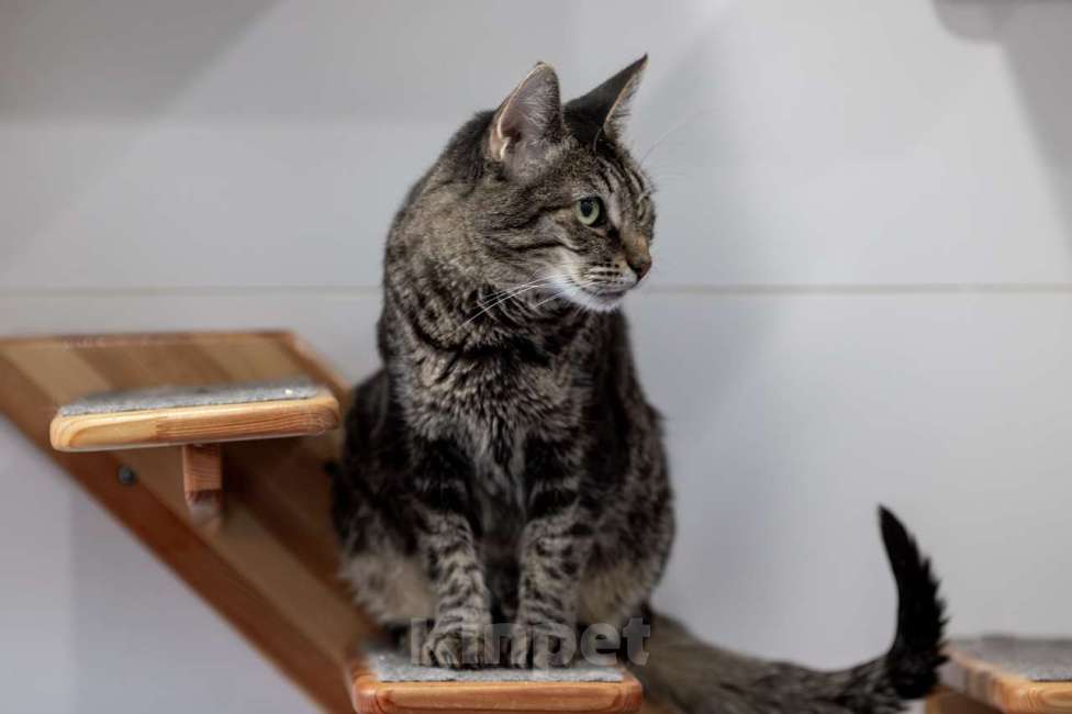 Кошки в Москве: Кошка Тьма в добрые руки Девочка, Бесплатно - фото 2