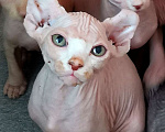 Кошки в Самаре: Котик эльф готов к самостоятельной жизни, ест сухой корм, лоток без проблем, содержание свободное.  Мальчик, 20 000 руб. - фото 3