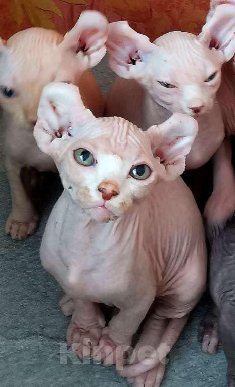 Кошки в Самаре: Котик эльф готов к самостоятельной жизни, ест сухой корм, лоток без проблем, содержание свободное.  Мальчик, 20 000 руб. - фото 3