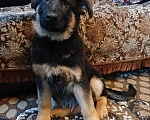 Собаки в Серове: Щенок немецкой овчарки Мальчик, Бесплатно - фото 8