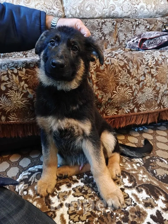 Собаки в Серове: Щенок немецкой овчарки Мальчик, Бесплатно - фото 8