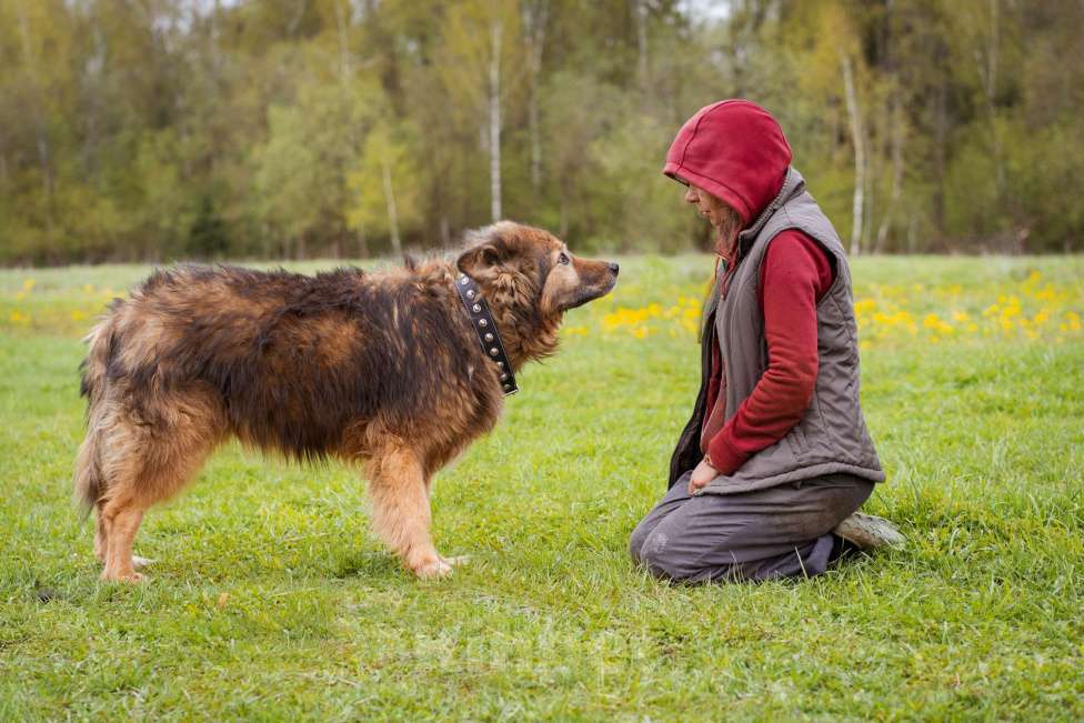 Собаки в Москве: Собака из приюта в добрые руки! Мальчик, Бесплатно - фото 5