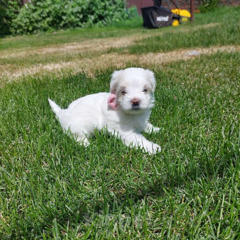 Собаки в Астрахани: Щенки мальтийской болонки. Рождены 1 мая. Привиты по возрасту. Кушают сами. Девочка, 25 000 руб. - фото 2