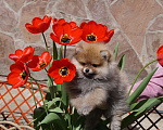Собаки в Москве: Рыжее счастье- мальчик Мальчик, 40 000 руб. - фото 2