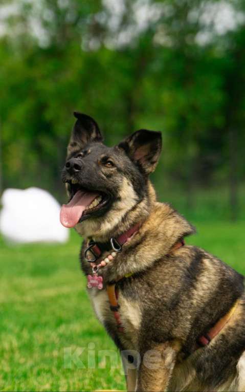 Собаки в Москве: Весёлая Мира Девочка, Бесплатно - фото 2