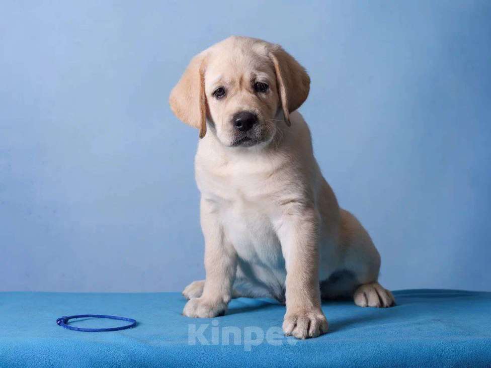 Собаки в других городах Ульяновской области: Щенки Лабрадора ретривера Разнополые, Бесплатно - фото 4