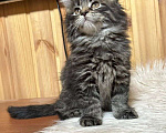 Кошки в Северске: Мейн кун Мальчик, 40 000 руб. - фото 1