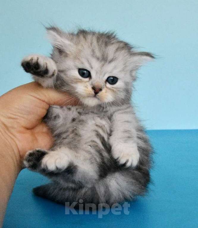 Кошки в Москве: Сибирские котики богатыри Мальчик, Бесплатно - фото 5